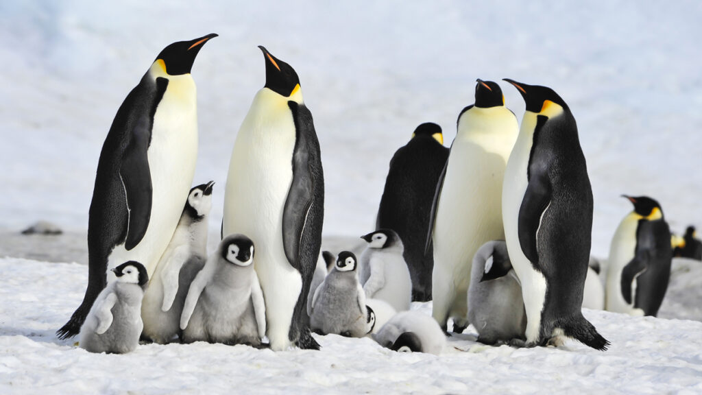 Emperor penguins with